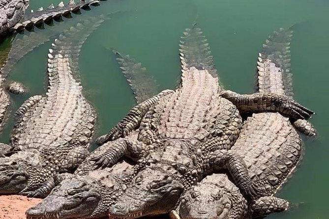 Agadir Crocoparc Transfer & Admission tickets - Is $27.92 good value?
