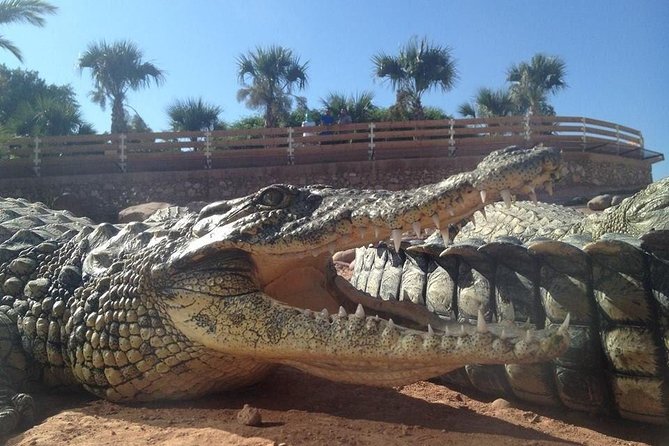 Agadir Crocoparc With Transfer & Admission ticket - Why Crocoparc makes a good Agadir half-day