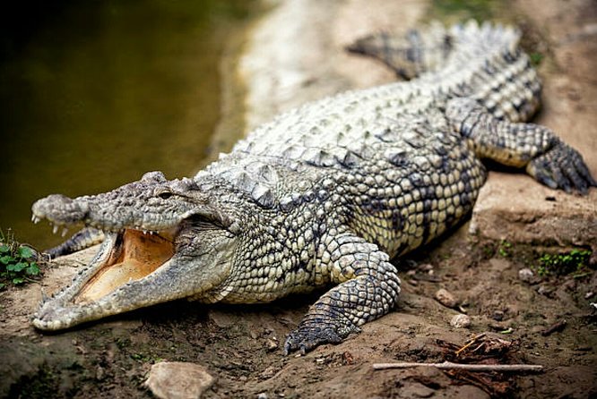 Agadir Crocoparc With Transfer & Admission ticket - How to use your three hours well