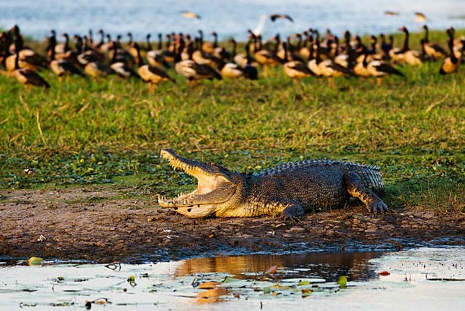 Agadir Crocoparc With Transfer & Admission ticket - What the $36.01 price really covers