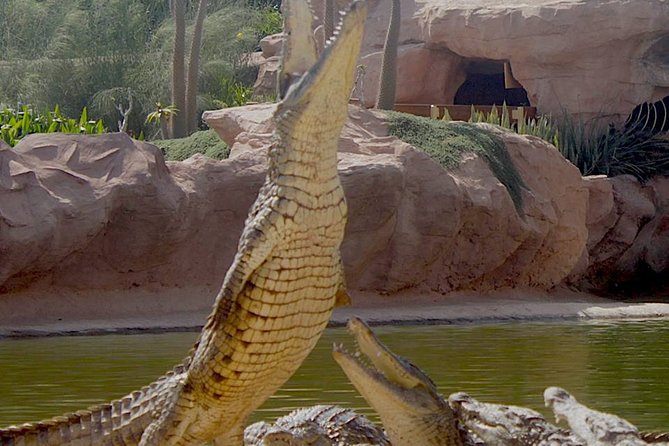 Agadir Crocoparc With Transfer & Admission ticket - Families, couples, and independent visitors