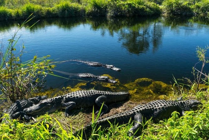 Agadir Crocoparc With Transfer & Admission ticket - Booking details and cancellation rules