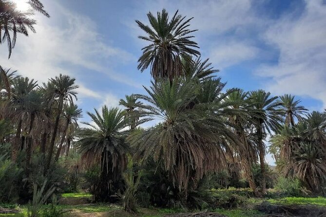 Agadir Day Trip to Taroudant and Tiout Oasis with Lunch - Lunch and the palm-lined Tiout Oasis