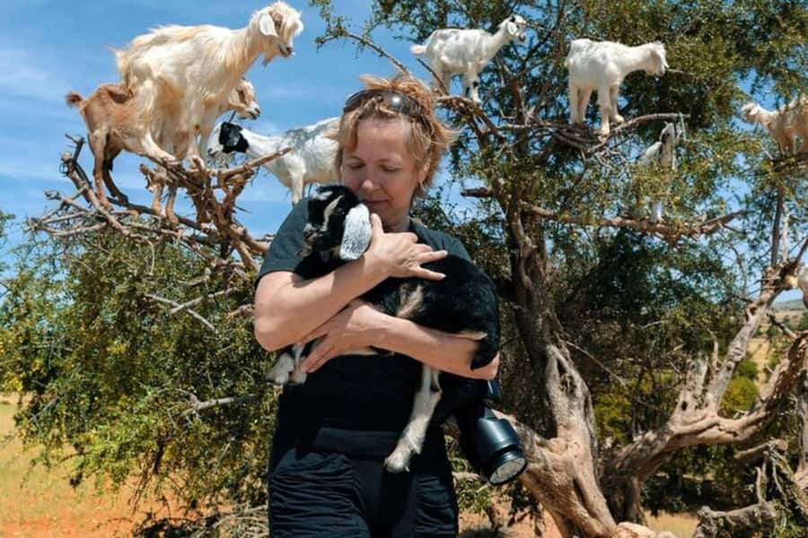 Agadir: Discover Argan Tree-Climbing Goats on a Morning Tour - Why goats climb Argan trees near Agadir