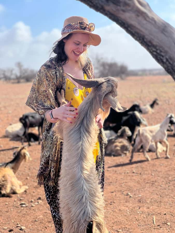 Agadir: Discover Argan Tree-Climbing Goats on a Morning Tour - What the goat stop is really like