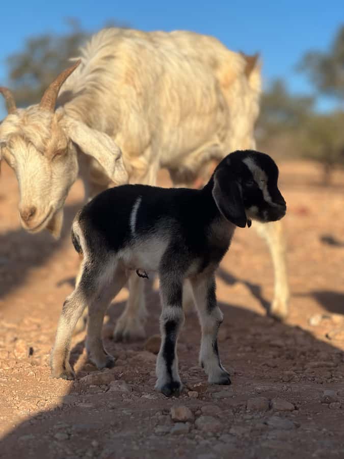 Agadir: Discover Argan Tree-Climbing Goats on a Morning Tour - Who will enjoy this outing most