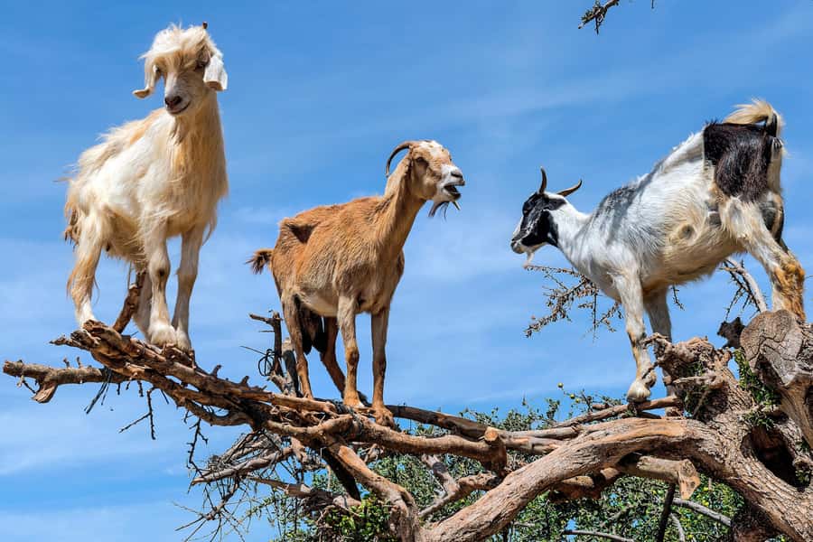 Agadir: Discover Argan Tree-Climbing Goats on a Morning Tour - A 9:00 AM start and a useful 150-minute schedule