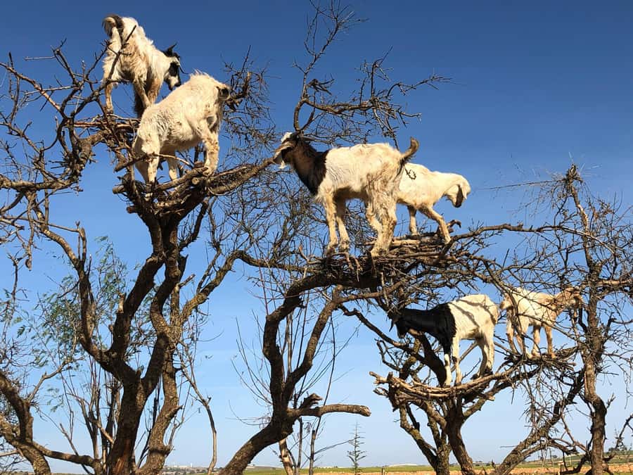 Agadir: Essaouira Guided Day Trip - Seeing goats in the argan trees
