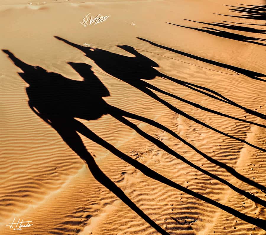 Agadir: Flamingo River Camel Ride with Optional BBQ Dinner - A camel ride on Agadir’s rural edge