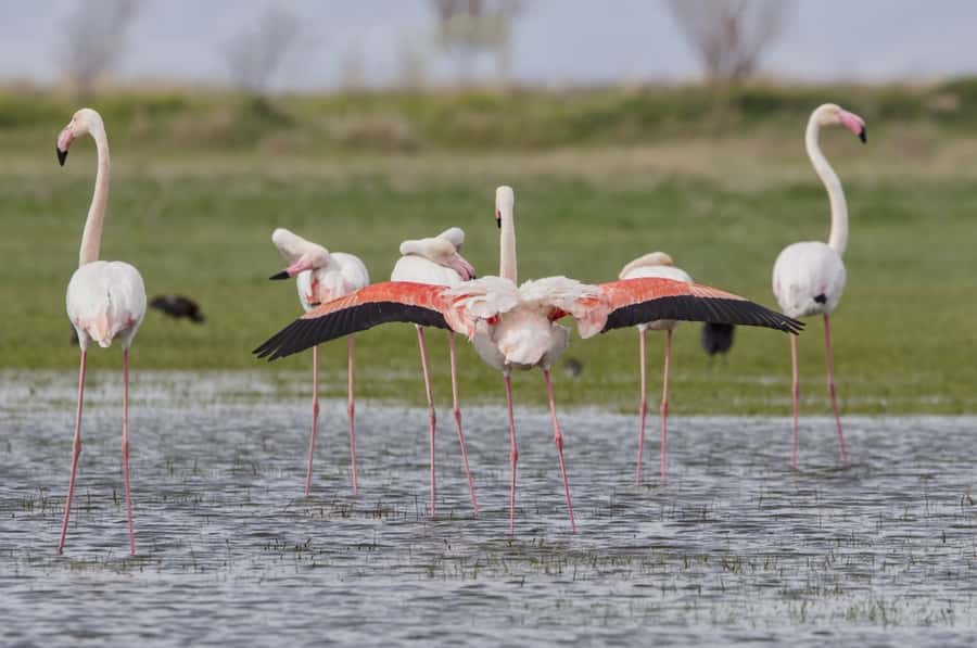 Agadir: Flamingo River Camel Ride with Optional BBQ Dinner - Riding through Aghroud Bensergao