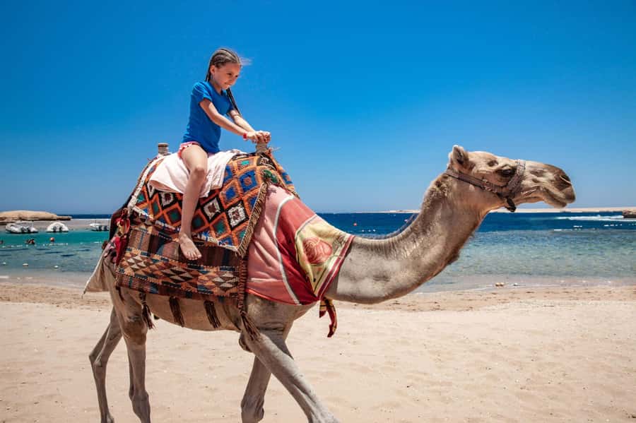 Agadir: Flamingo River Camel Ride with Optional BBQ Dinner - Pickup from Agadir and the ranch briefing