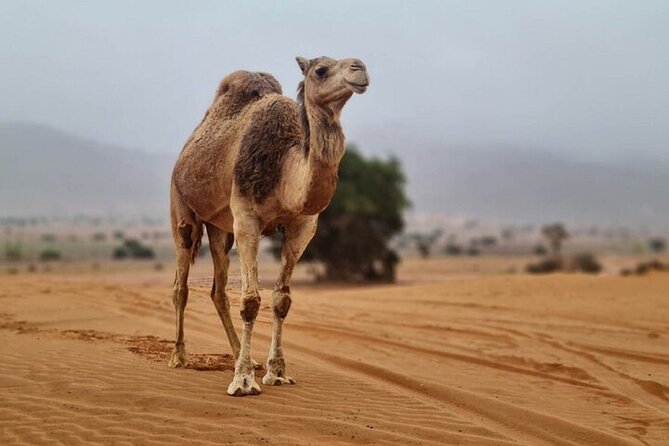 Agadir Jeep Safari Desert Day Trip including Lunch & camel ride - The 4x4 ride and first pottery stop