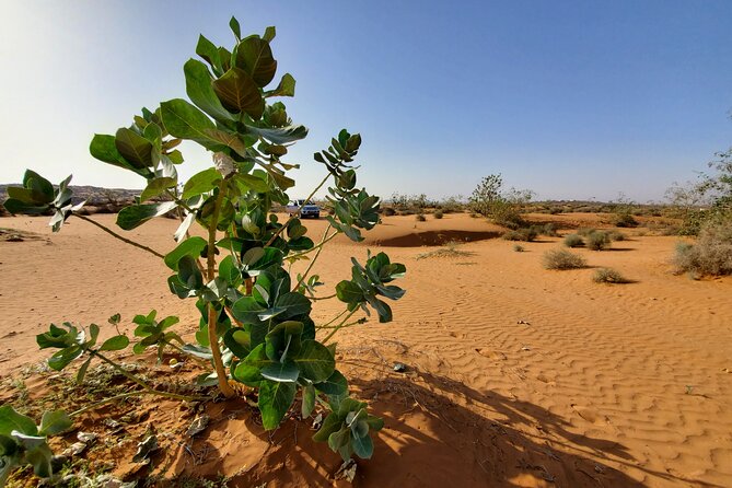 Agadir Jeep Safari Desert Day Trip including Lunch & camel ride - Off-road tracks through Souss-Massa