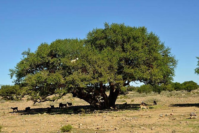 Agadir Morocco 4WD Sahara Tours with Lunch - Youssef Ibn Tachfine Dam and the return route