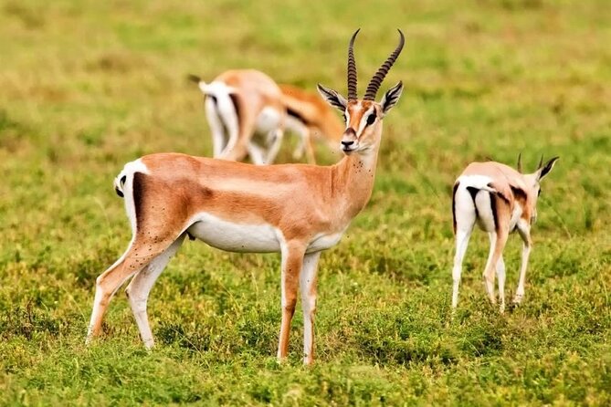 Agadir National Park & 4×4 Jeep Desert Safari Tour with Lunch - Key points before you book
