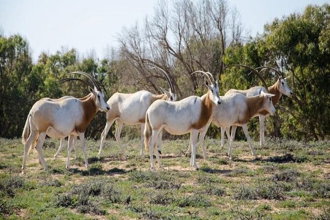 Agadir National Park & 4×4 Jeep Desert Safari Tour with Lunch - Berber villages, Massa, and Rasmouka