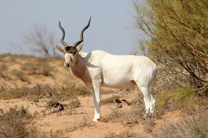 Agadir National Park & 4×4 Jeep Desert Safari Tour with Lunch - Homemade lunch with tajine and mint tea