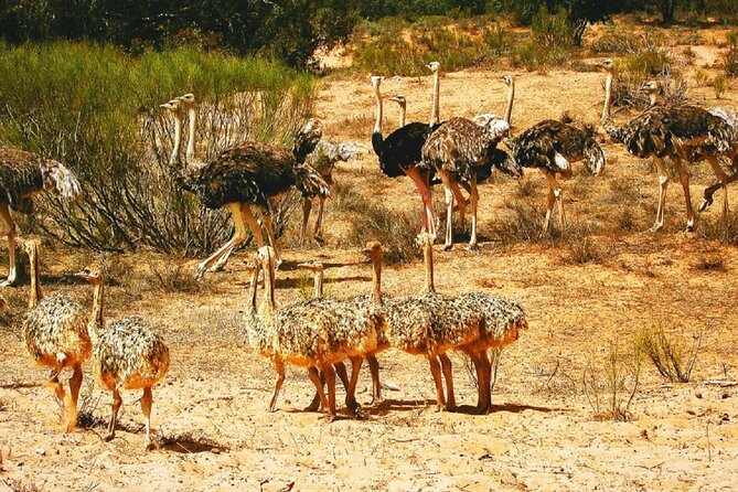 Agadir National Park & 4×4 Jeep Desert Safari Tour with Lunch - The Yusuf Ibnu Tachafin dam and Anti-Atlas views