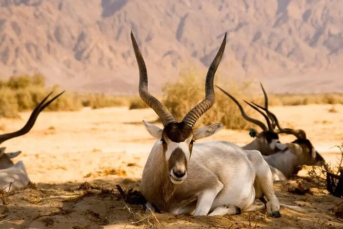 Agadir National Park & 4×4 Jeep Desert Safari Tour with Lunch - Wildlife in Sous-Massa National Park