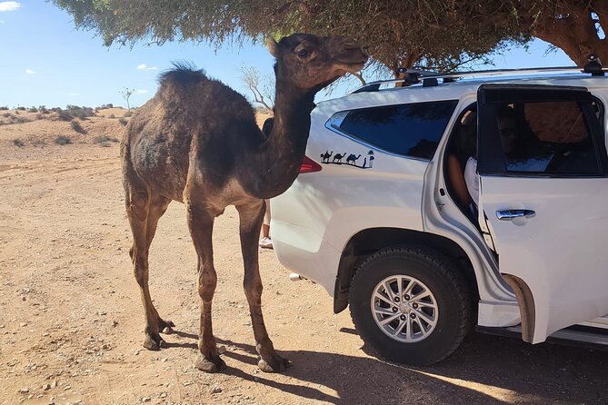 Agadir or taghazout : 4×4 Jeep Sahara Desert Trip with Lunch - Youssef Ben Tachfine Reservoir from above