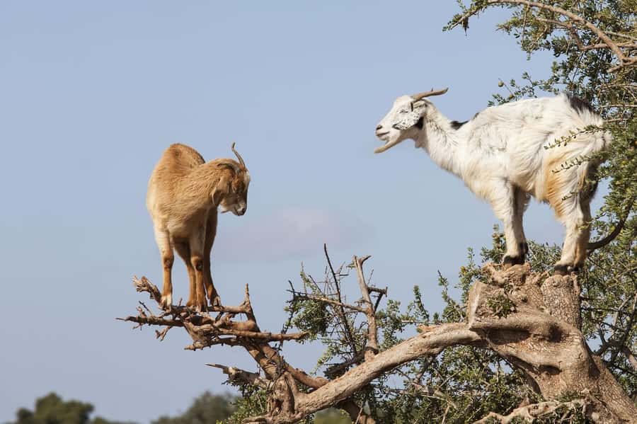 Agadir or Taghazout: Goat on Trees and Crocoparc with Pickup - Why the goat trees are worth seeing