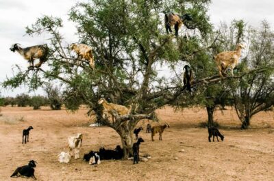 Agadir or Taghazout: Goat on Trees and Crocoparc with Pickup