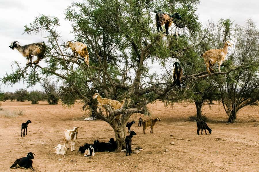 Agadir or Taghazout: Goat on Trees and Crocoparc with Pickup - Crocoparc brings more than crocodiles
