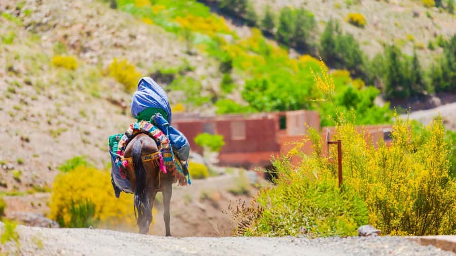 Agadir or Taghazout: Paradise Valley Atlas Mountain Trip - Key points at a glance