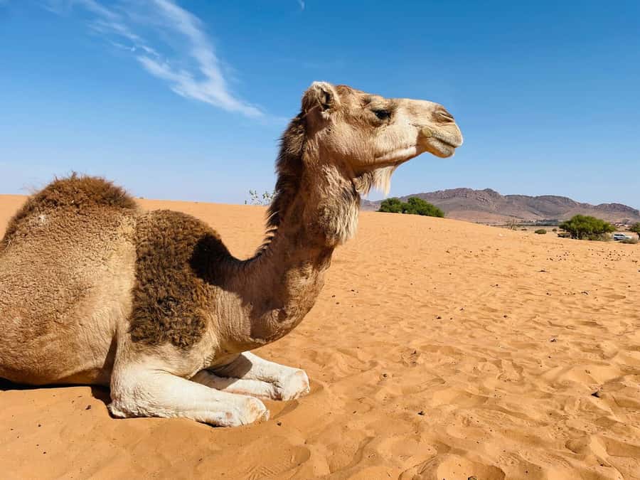 Agadir: Paradise Valley & Desert Sand Dunes with Camel Ride - Is $96 a fair price?