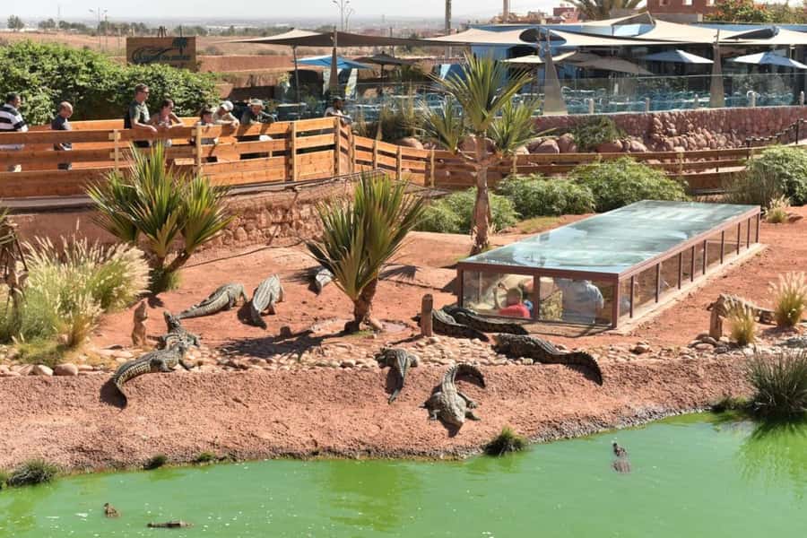 Agadir: Quad Safari with Crocoparc Optional - The goats in the argan trees