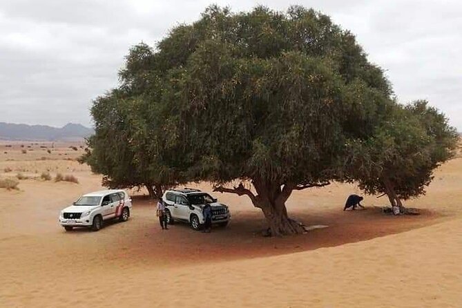 Agadir Sahara Day Trip with Lunch - Along the Oued Massa in Souss-Massa