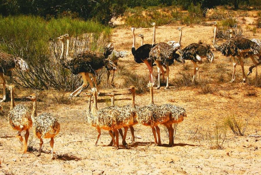 Agadir: Sous Massa National Park Desert Safari Tour & Lunch - Key points at a glance