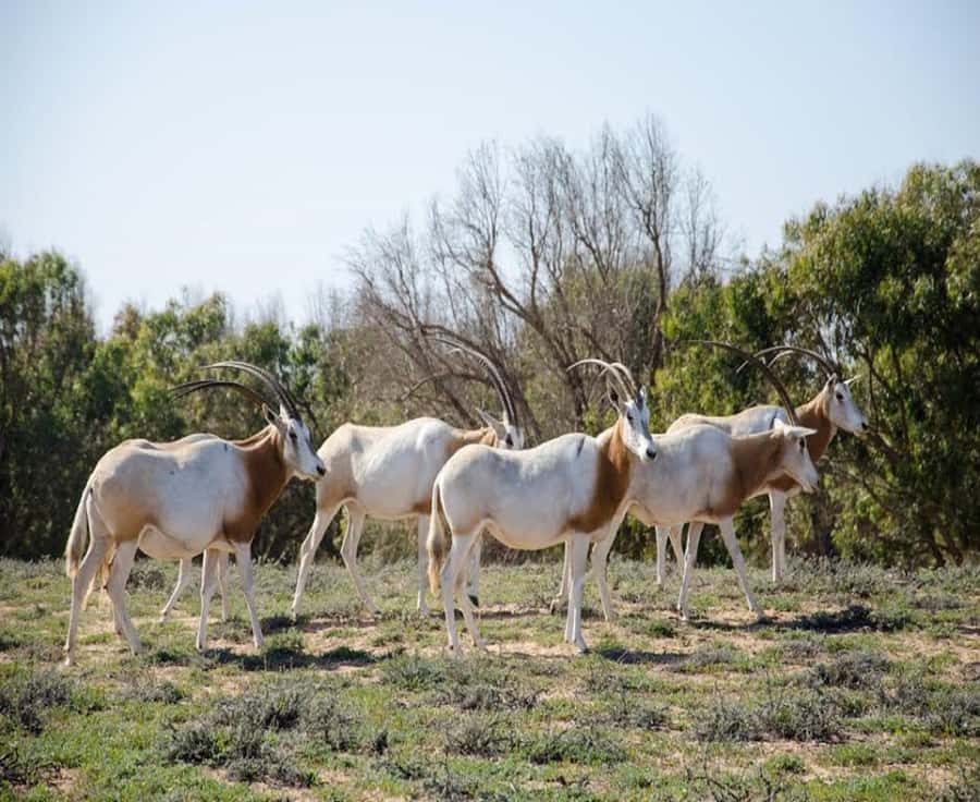 Agadir: Sous Massa National Park Desert Safari Tour & Lunch - Why this tour is more than a desert drive