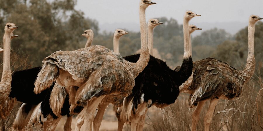 Agadir: Sous Massa National Park Desert Safari Tour & Lunch - Sidi Rbat, the wild beach, and the fisherman’s cave