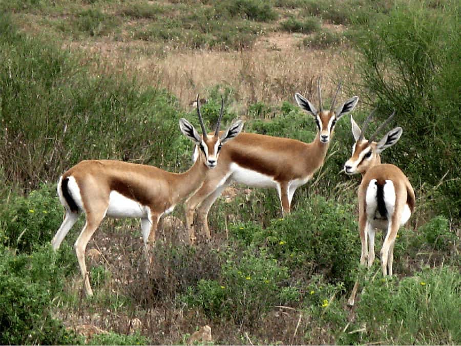 Agadir: Sous Massa National Park Desert Safari Tour & Lunch - Lunch in a Berber house