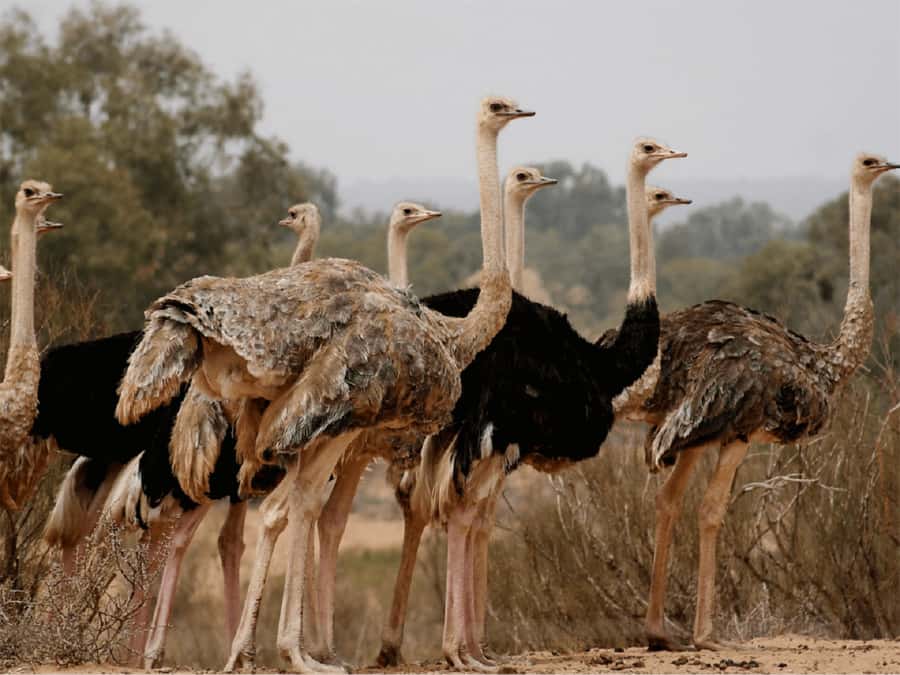 Agadir: Sous Massa National Park Desert Safari Tour & Lunch - The Massa dam and Anti Atlas views