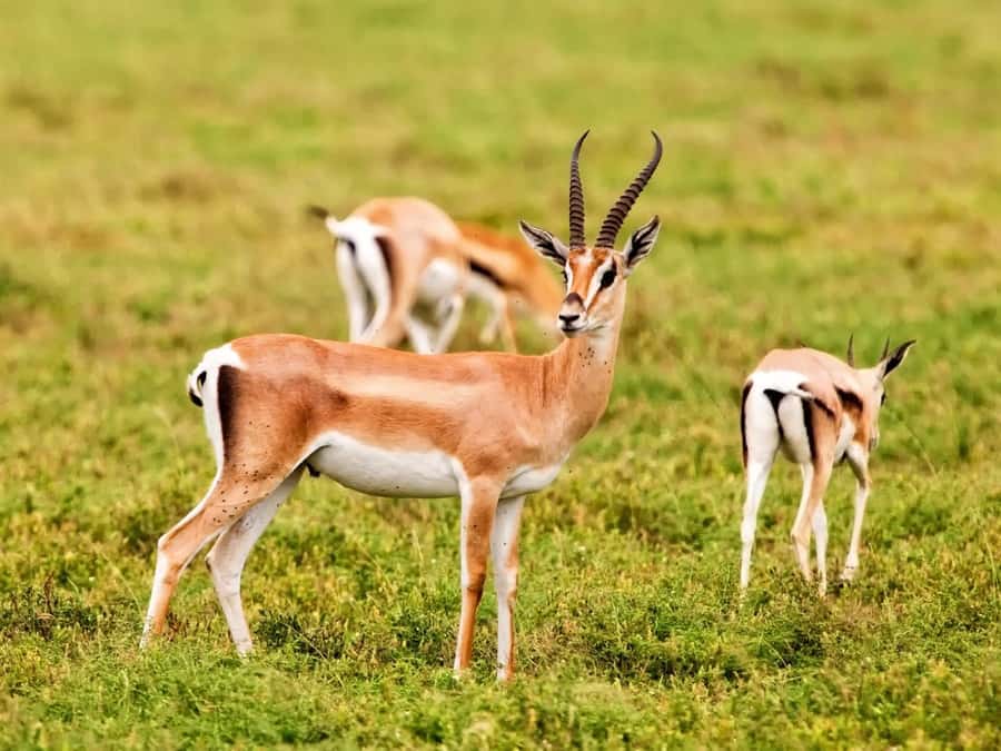 Agadir: Sous Massa National Park Desert Safari Tour & Lunch - Leaving Agadir for Souss-Massa