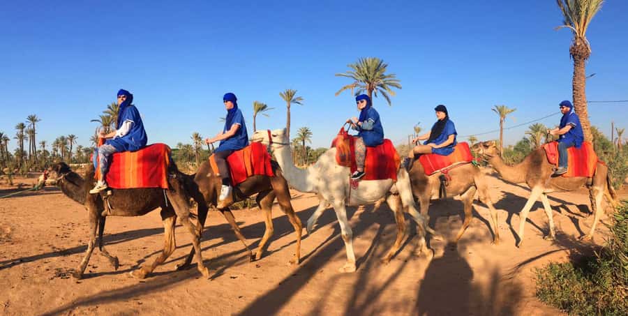 Agadir/Taghazout: Camel Ride with Tea Drink and Transfers - A gentle camel ride, not a desert expedition