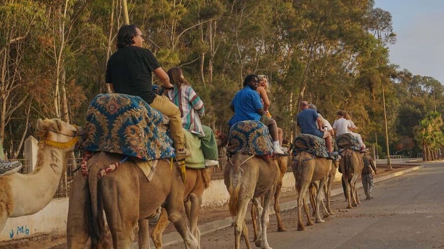 Agadir/Taghazout: Camel Rides with Tea Drink and Transfers - What the Agadir camel ride is really like
