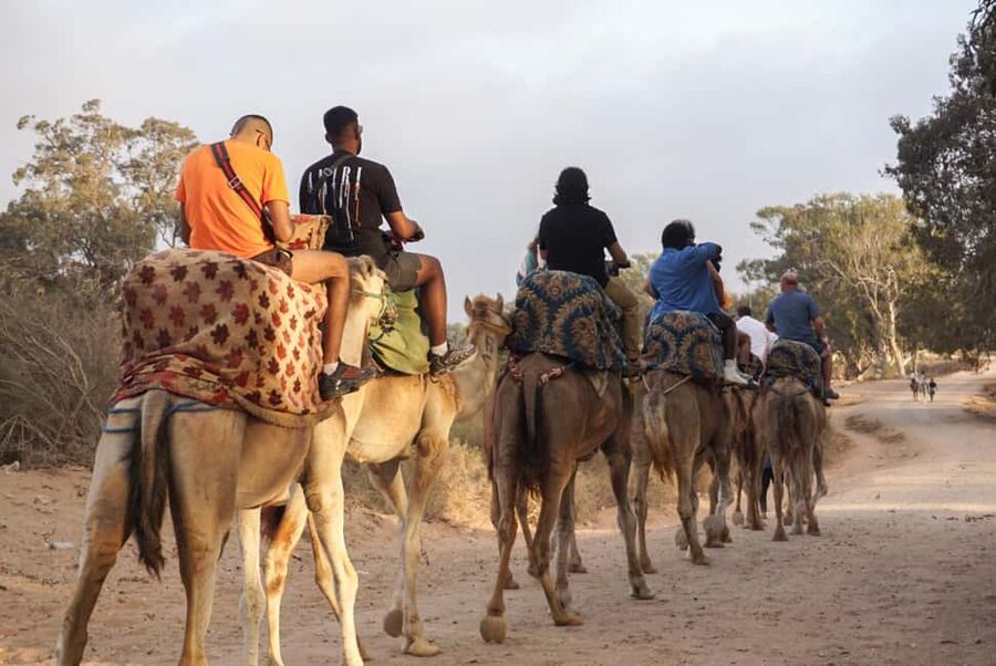 Agadir/Taghazout: Camel Rides with Tea Drink and Transfers - Meeting the camels and settling into the saddle