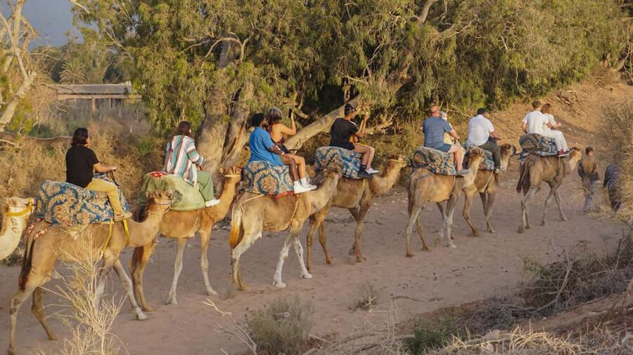 Agadir/Taghazout: Camel Rides with Tea Drink and Transfers - Mint tea, biscuits, and the optional dinner