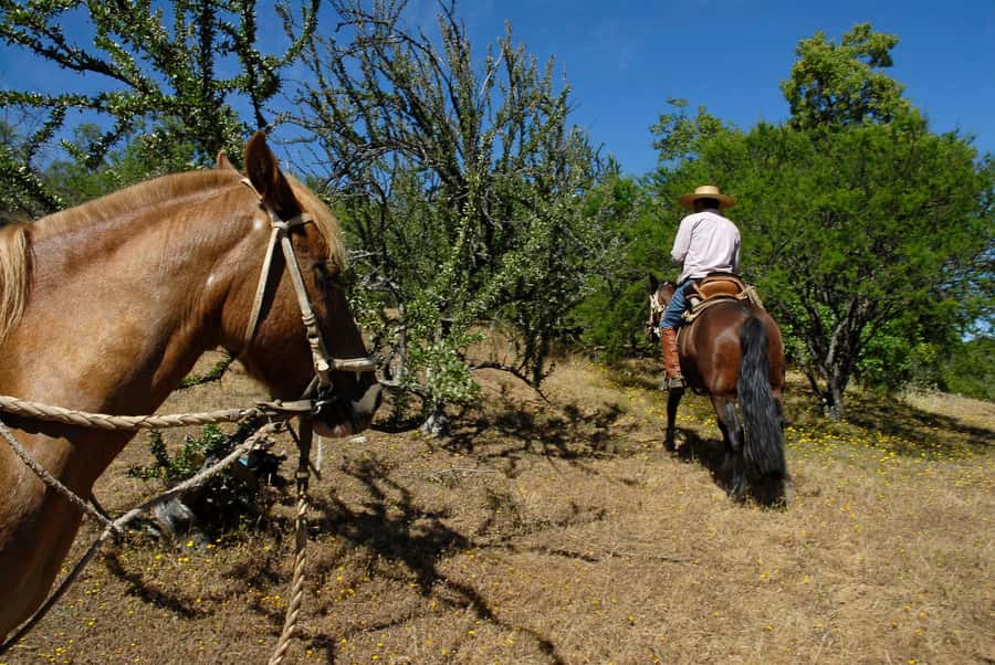 Agadir/Taghazout: Horse Rides Experience With Transfers - Calm horses, gentle pacing, and the option to gallop