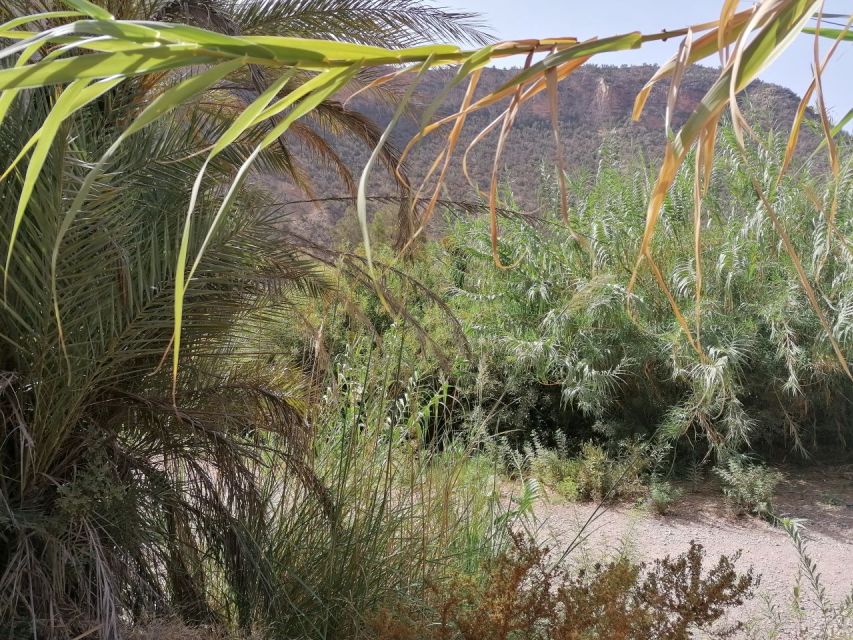 Agadir/Taghazout : Paradise Valley & Sandboarding with Lunch - Sandboarding at Timlalin Dunes
