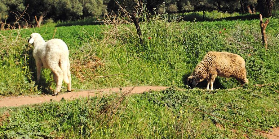 Agadir/Taghazout: Paradise Valley Tour to Atlas Mountains - Who should book this Paradise Valley trip?