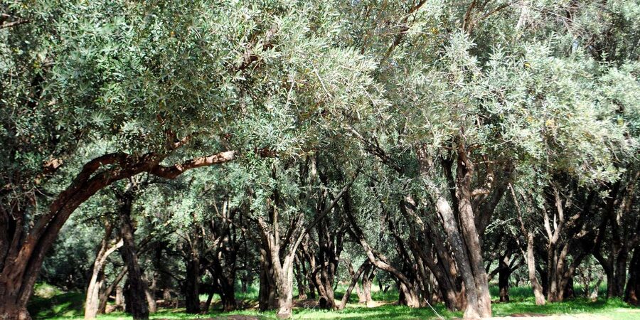 Agadir/Taghazout: Paradise Valley Tour to Atlas Mountains - Viewpoints, mountain villages, and the Honey Road