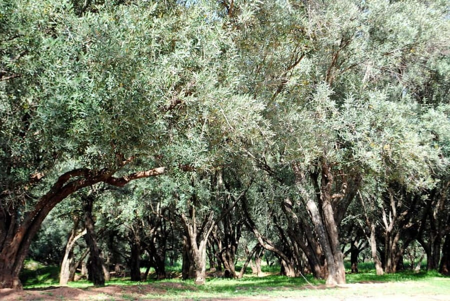 Agadir/Taghazout: Paradise Valley Tour to Atlas Mountains - The guides and the feel of the group