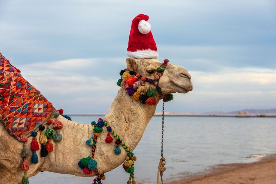 Agadir/Taghazout/Port: Camel Ride Tea & BBQ Option - The Souss River and the flamingo search