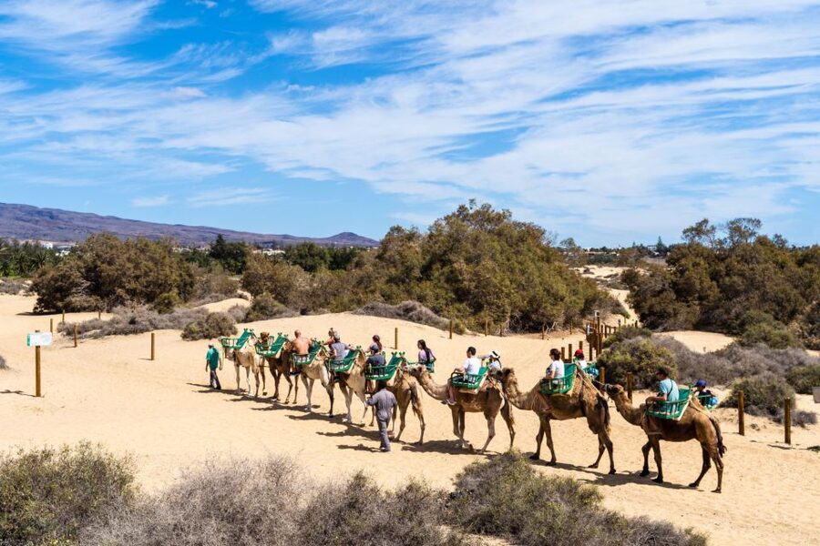 Agadir/Taghazout/Port: Camel Ride Tea & BBQ Option - Sunset, photos, and extra charges