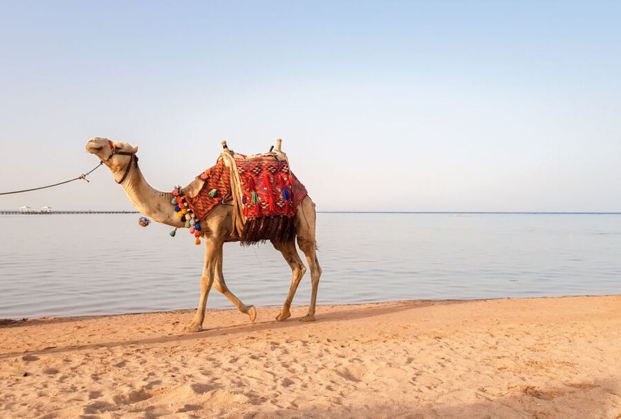 Agadir/Taghazout/Port: Camel Ride Tea & BBQ Option - Moroccan tea at the Camel Tea Place