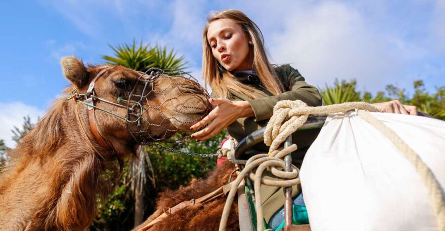 Agadir/Taghazout/Port: Camel Ride Tea & BBQ Option - Who will enjoy this most?